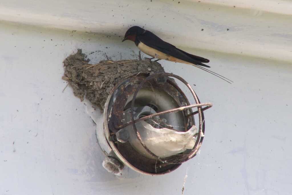 Цікаві факти про ластівок та їхнє життя | Очаківський портал