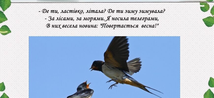 Цікаві факти про ластівок: міфи, поведінка та екосистемна роль Цікаві факти про ластівок: міфи, поведінка та екосистемна роль