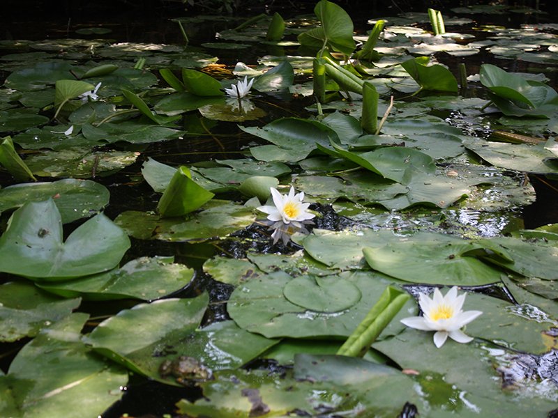 Файл:Латаття біле (nymphaea alba).jpg — Вікіпедія