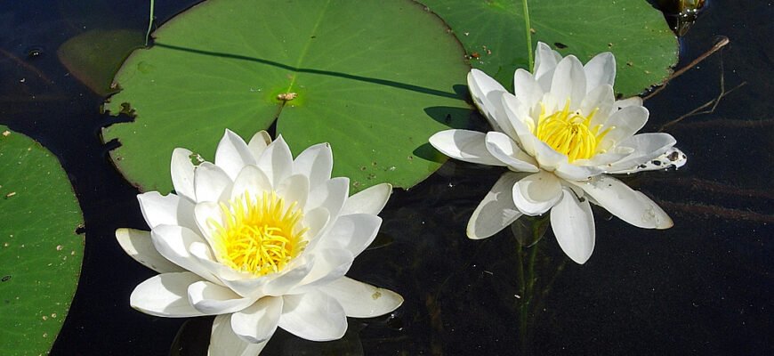 Цікаві факти про латаття біле: історія, символіка, властивості Цікаві факти про латаття біле: історія, символіка, властивості