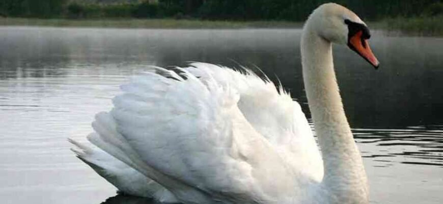 Цікаві факти про лебедів: все, що ви хотіли знати про цих птахів Цікаві факти про лебедів: все, що ви хотіли знати про цих птахів