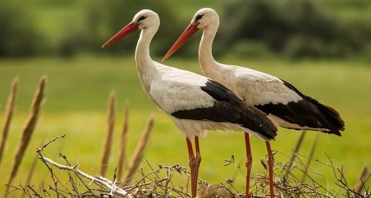 Цікаві факти про лелек для дітей: дізнайся про цих дивовижних птахів