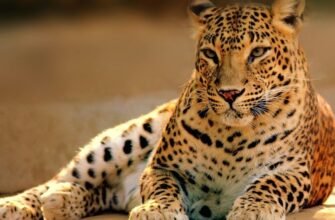 Цікаві факти про леопарда: усе, що ви хотіли знати про цих хижаків