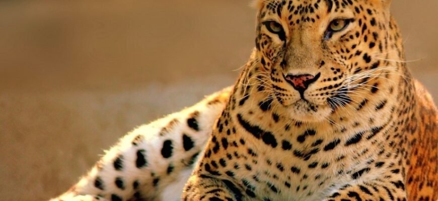 Цікаві факти про леопарда: усе, що ви хотіли знати про цих хижаків