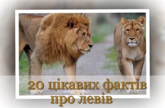 Цікаві факти про левів для дітей: дізнайтеся більше про царя звірів!