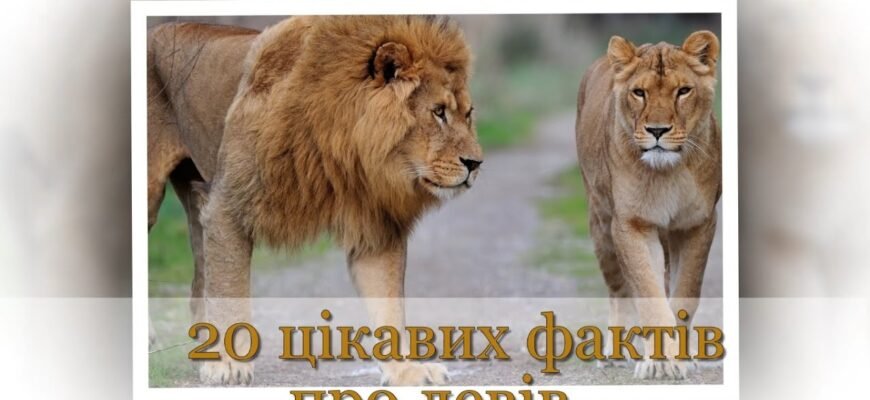 Цікаві факти про левів для дітей: дізнайтеся більше про царя звірів!