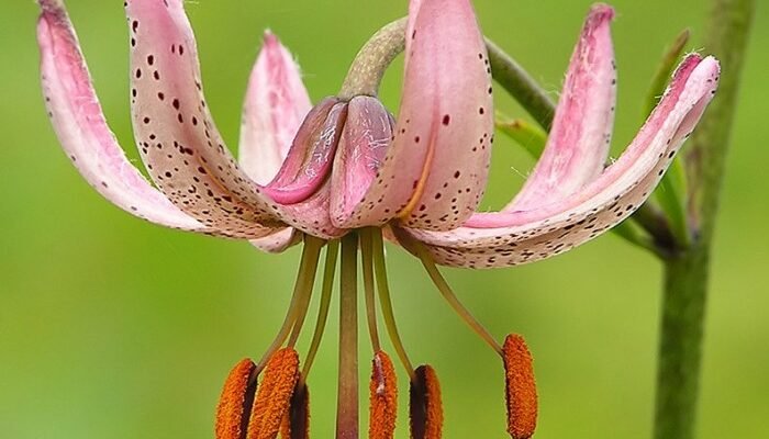 Цікаві факти про лілію лісову: розкриваємо таємниці квітки