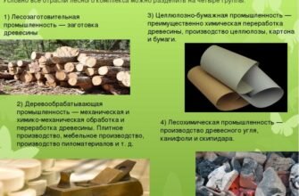 Цікаві факти про ліс: неймовірні явища та таємниці природи