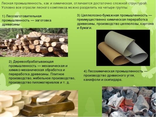 Цікаві факти про ліс: неймовірні явища та таємниці природи