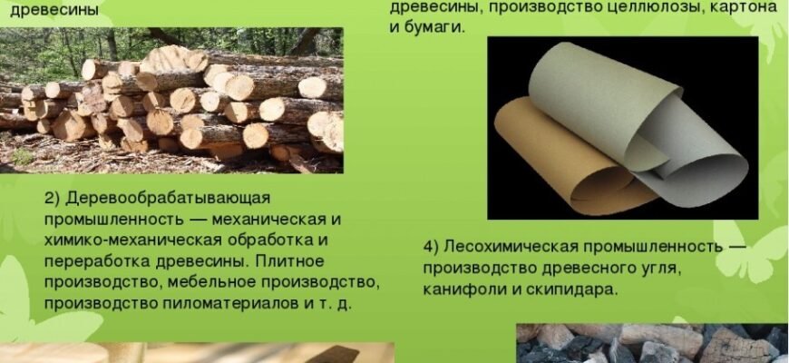 Цікаві факти про ліс: неймовірні явища та таємниці природи