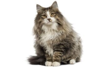 Цікаві факти про лісового кота: неймовірні особливості та поведінка