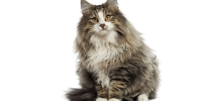 Цікаві факти про лісового кота: неймовірні особливості та поведінка Цікаві факти про лісового кота: неймовірні особливості та поведінка