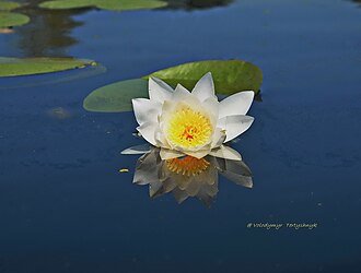 Літо — Вікіпедія