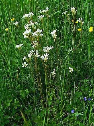 Ломикамінь – посадка й догляд, сорти, фото - Часть 3