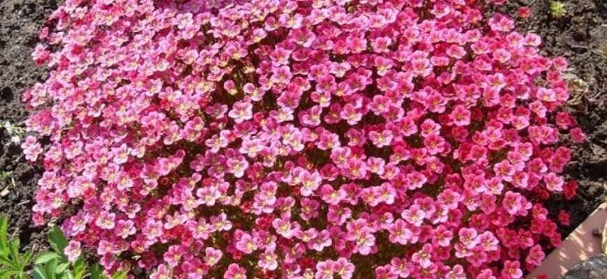 Цікаві факти про ломикамінь: різноманіття та користь рослини Цікаві факти про ломикамінь: різноманіття та користь рослини