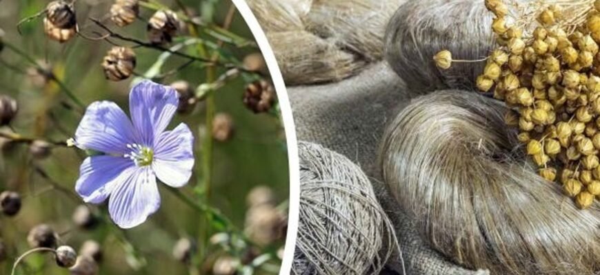 Цікаві факти про льон: історія, використання та унікальні властивості