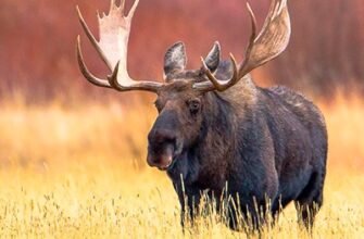 Цікаві факти про лося: вражаючі деталі з життя лісового велетня