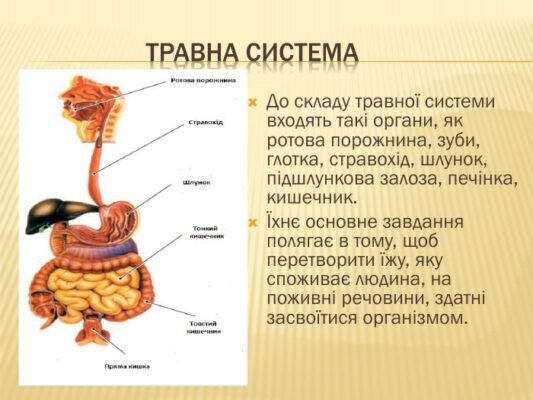 Цікаві факти про людські органи: розкрийте таємниці свого тіла
