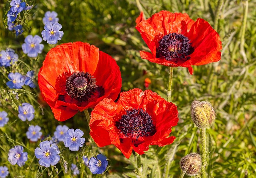 Цікаві факти про мак - DAY TODAY