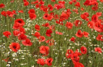 Цікаві факти про мак: відкрийте таємниці цієї дивовижної рослини