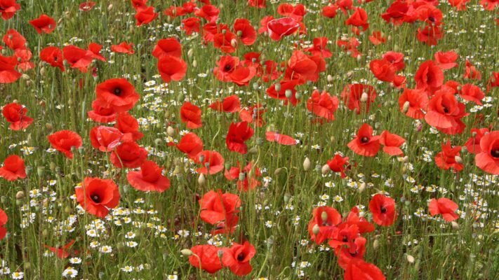 Цікаві факти про мак: відкрийте таємниці цієї дивовижної рослини