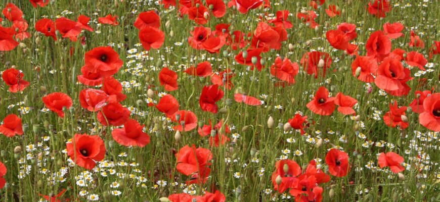 Цікаві факти про мак: відкрийте таємниці цієї дивовижної рослини