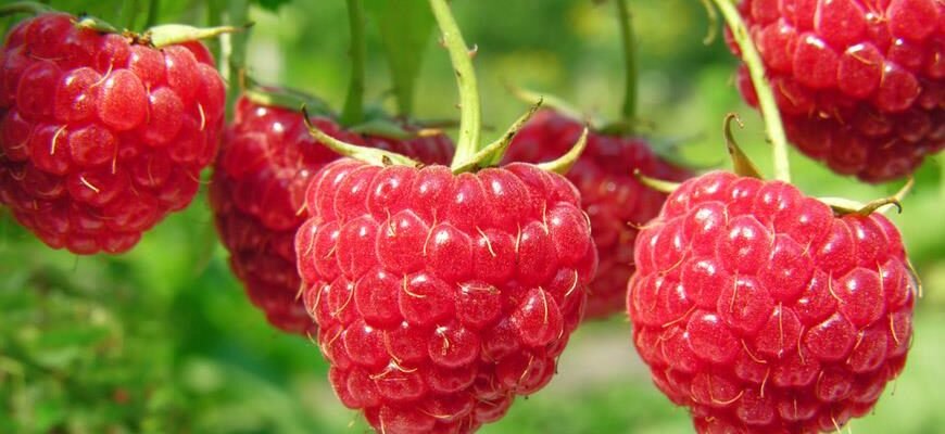 Цікаві факти про малину: корисні властивості та історія ягоди Цікаві факти про малину: корисні властивості та історія ягоди