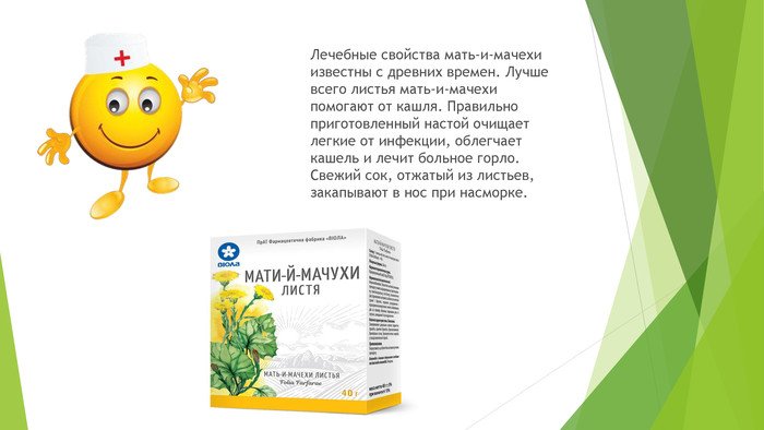 Мати-й-мачуха – лікувальні властивості, опис