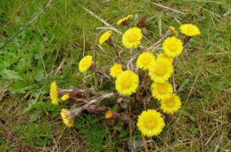 Цікаві факти про мати-й-мачуху: відкрийте таємниці рослини