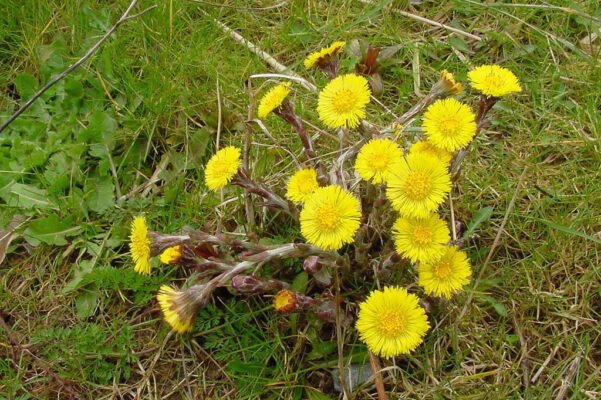 Цікаві факти про мати-й-мачуху: відкрийте таємниці рослини