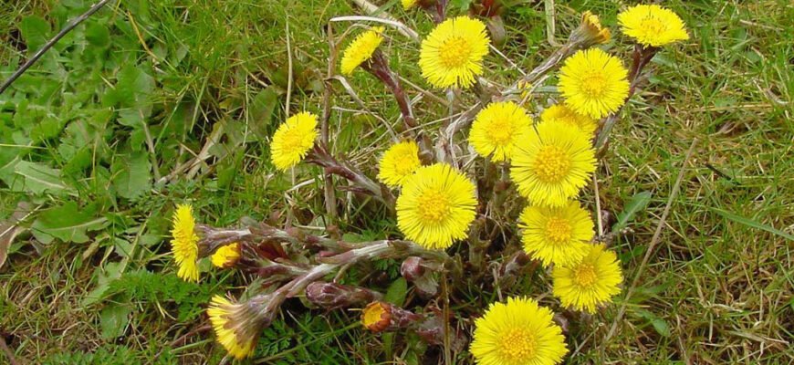 Цікаві факти про мати-й-мачуху: відкрийте таємниці рослини Цікаві факти про мати-й-мачуху: відкрийте таємниці рослини