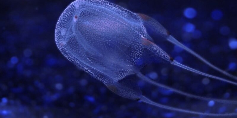 Цікаві факти про медузу: дізнайтеся незвичайні властивості цих морських істот Цікаві факти про медузу: дізнайтеся незвичайні властивості цих морських істот