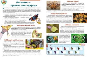 Цікаві факти про метеликів: таємниці цих кольорових красенів природи