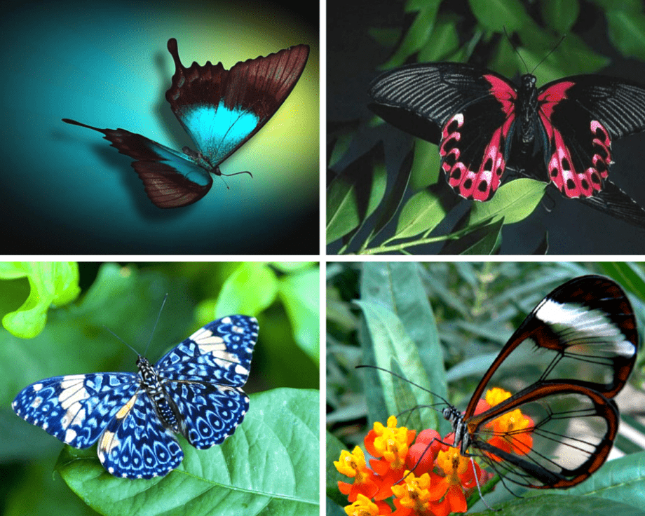 Що означає метелик: Символіка, значення та таємниці крилатих ...