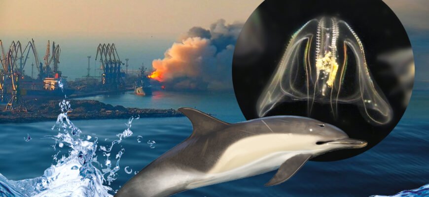 Цікаві факти про мідії: невідомі деталі з життя морських делікатесів