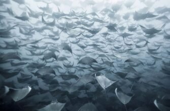 Цікаві факти про міграцію тварин: дивовижні подорожі природи