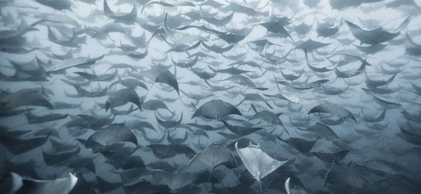 Цікаві факти про міграцію тварин: дивовижні подорожі природи