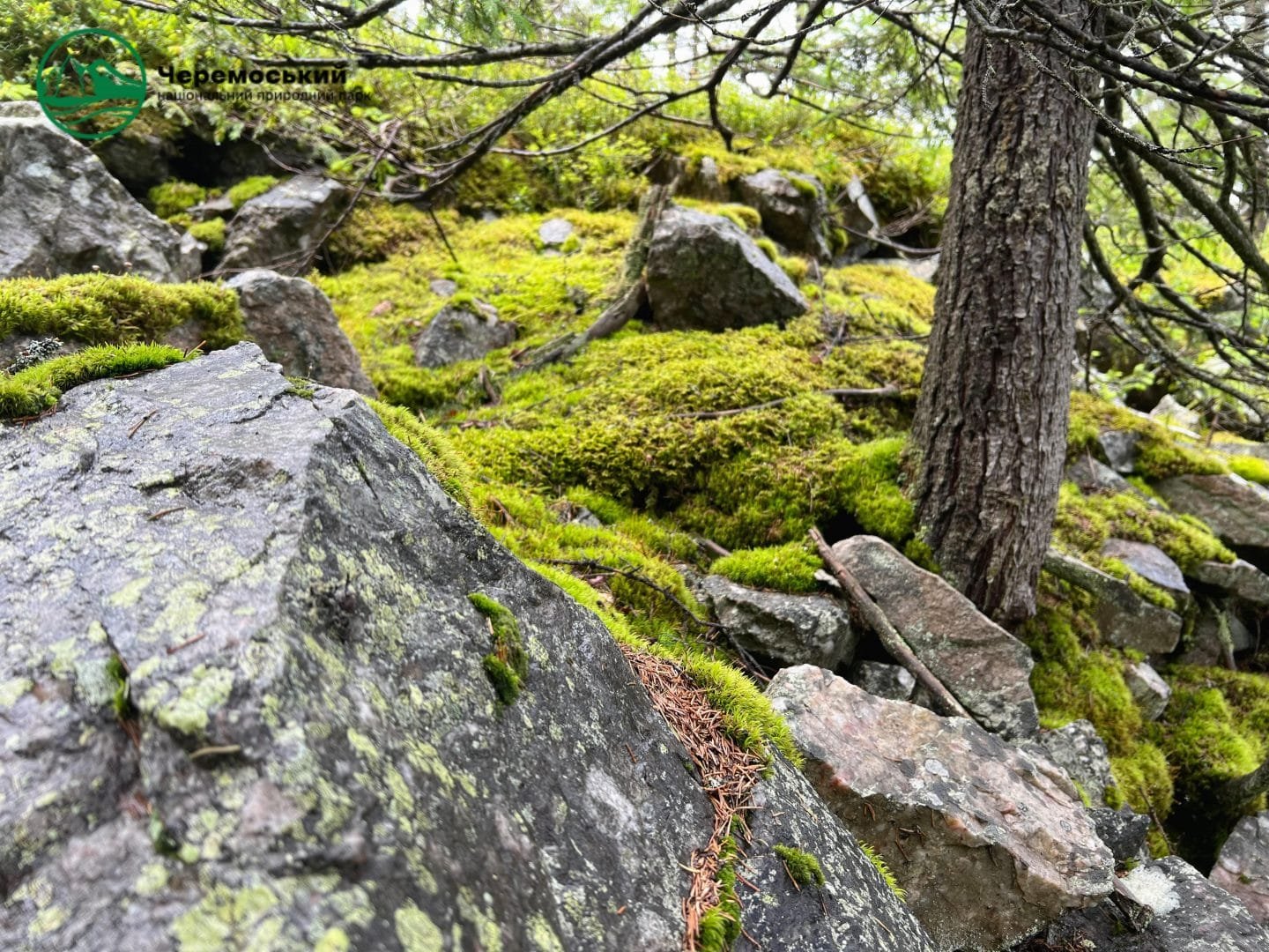 Цікаво про мох | Огородники
