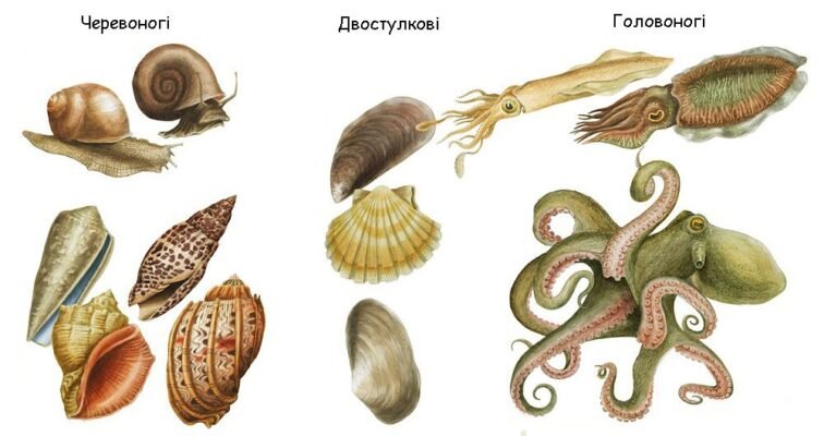 Цікаві факти про молюсків: відкрийте таємниці підводного світу!