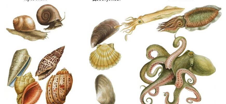 Цікаві факти про молюсків: відкрийте таємниці підводного світу! Цікаві факти про молюсків: відкрийте таємниці підводного світу!
