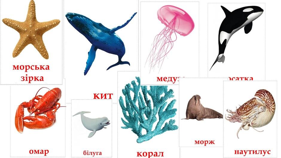 Які є морські звірі: дивовижні мешканці океанів - Izum