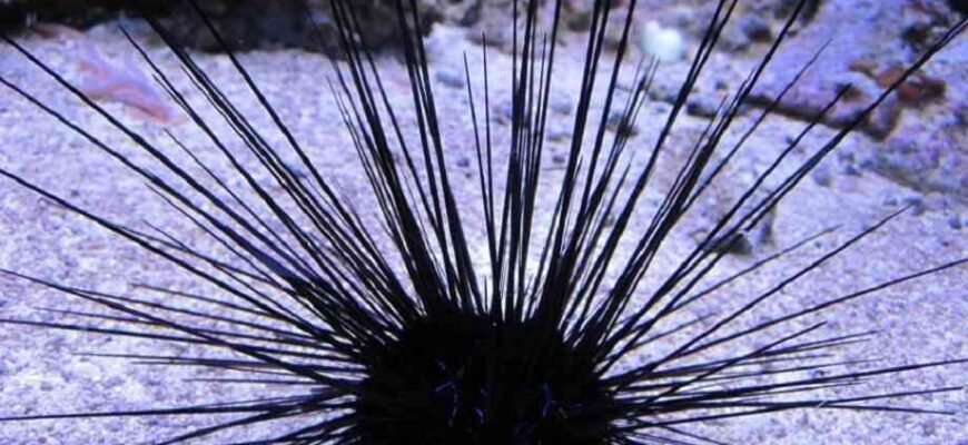 Цікаві факти про морських їжаків: дивовижні мешканці океанських глибин