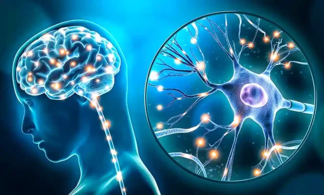 Цікаві факти про мозок: дивовижні можливості людського розуму