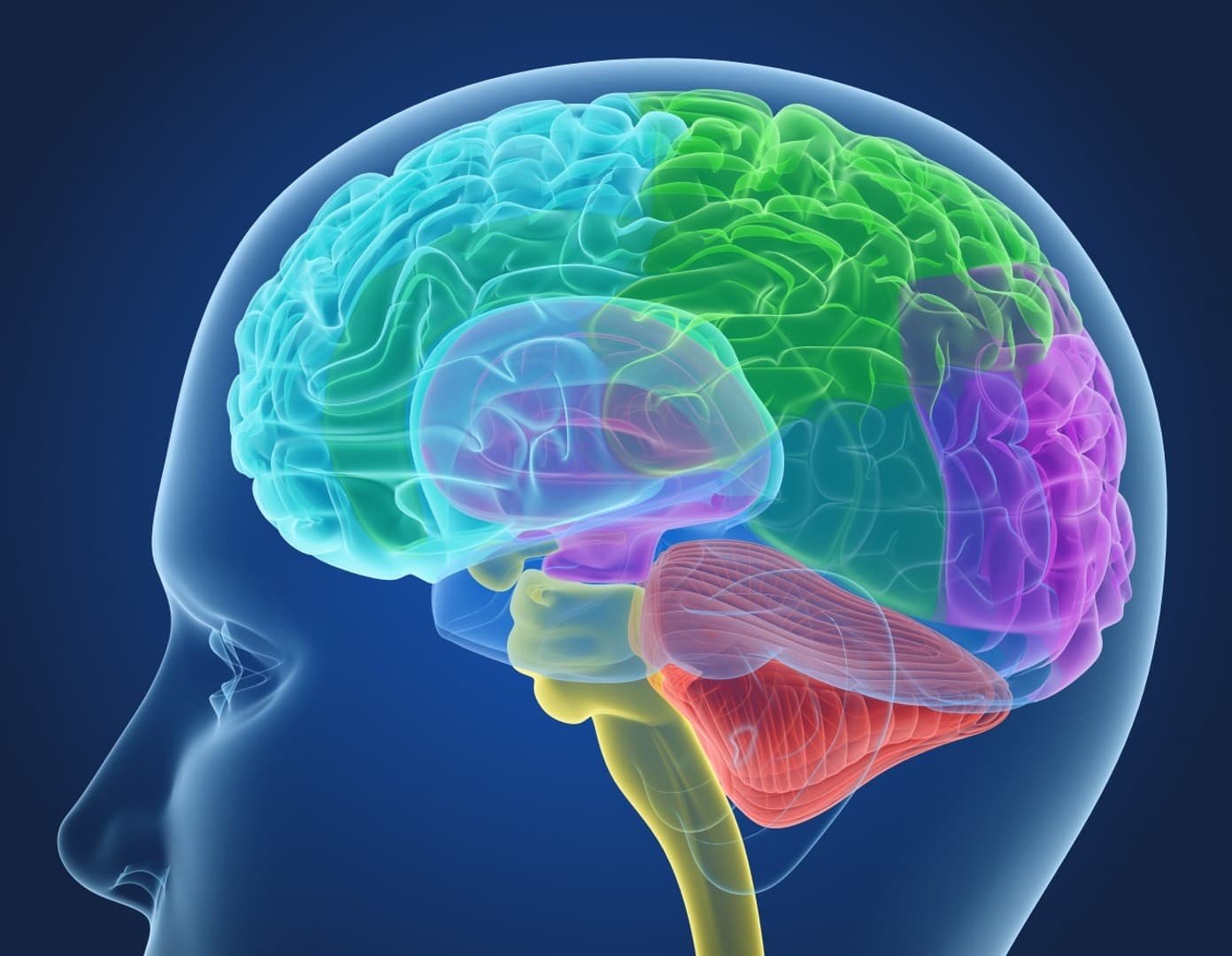 Як вчиться ваш мозок: 6 важливих фактів [Інфографіка] | Рідна ...