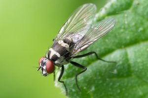 Цікаві факти про комах - Історії з Їжачком-Розумничком