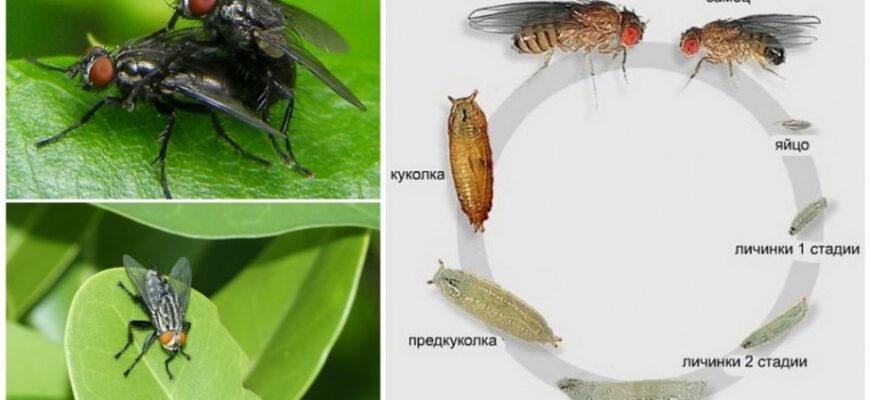 Цікаві факти про мух: що ви не знали про цих маленьких комах? Цікаві факти про мух: що ви не знали про цих маленьких комах?