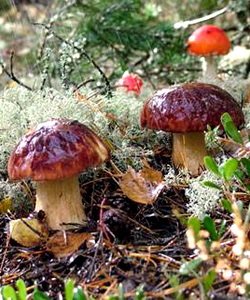 26 фактів про мухомори – 🧐 MillionFacts