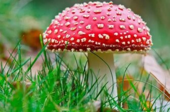 Цікаві факти про мухомор: загадковий гриб у світі природи