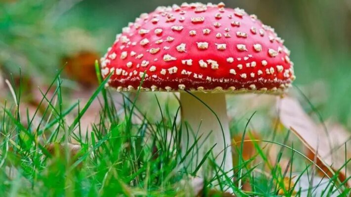 Цікаві факти про мухомор: загадковий гриб у світі природи