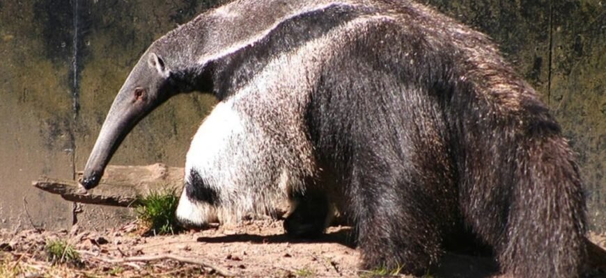 Цікаві факти про мурахоїдів: звички, середовище та їжа цих тварин Цікаві факти про мурахоїдів: звички, середовище та їжа цих тварин
